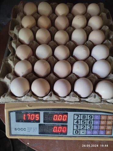 здоровое питание: Продаю свежие яйца каждый день одна коробка 360 шт
