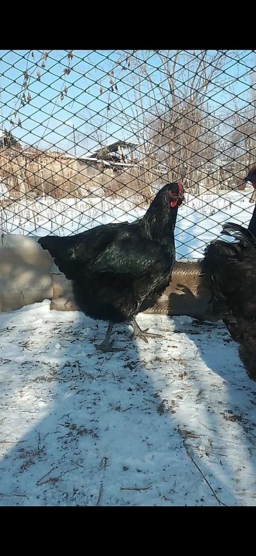 Куры, петухи: Продаю | Куры | Для разведения — 7