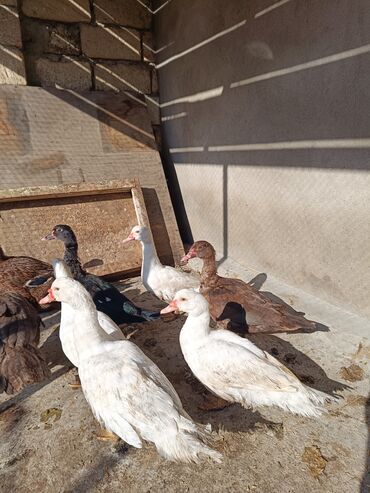 Ördəklər: 2 eded 6 ayliq yaxshi beslenmish ruan ordek(erkek dishi)cutu 125azn 5 -da lalafo.az — 9 Ördəklər: 2 eded 6 ayliq yaxshi beslenmish ruan ordek(erkek dishi)cutu 125azn 5 — 9