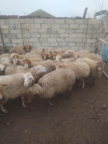 Qoyunlar, qoçlar: Qoyunlar, qoçlar — 13