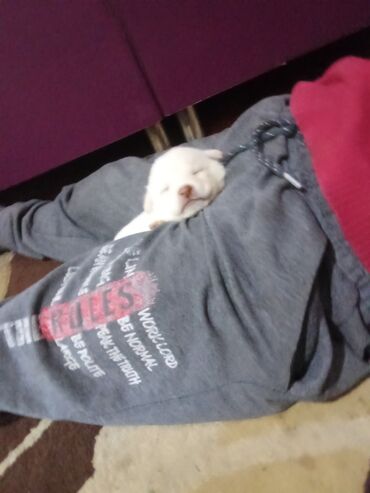 İtlər: Zvonok, 1 ay, Erkek, Ödənişli çatdırılma, Ünvandan götürmə, Pulsuz çatdırılma — 7