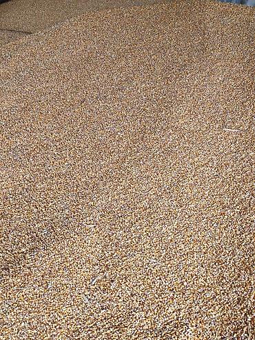 продажа кукурузу: Кукуруза этого года 18 сом есть количество — 1