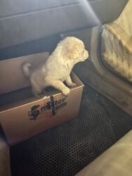 купить собаку в: Ретривер, 1 месяц, Самка