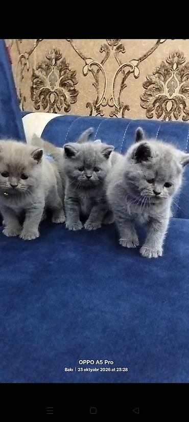 bala pişik: Britan, Erkək, Dişi, Yaxşı əllərə, Ödənişli çatdırılma — 8