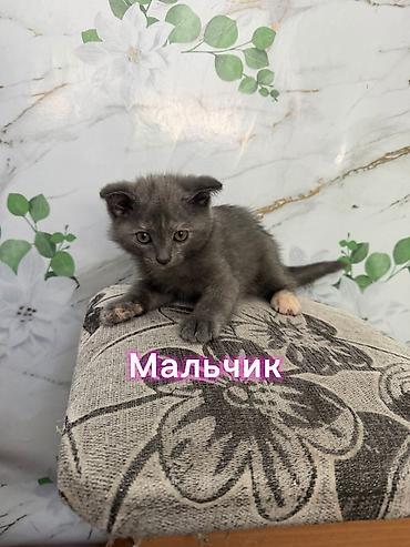 собаки мальтипу: Скотиш Фолд (Шотландская вислоухая), 2 месяца, Девочка, Приучена к лотку — 3