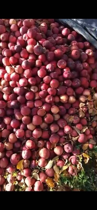 уголь беш сары: Яблоки Оптом