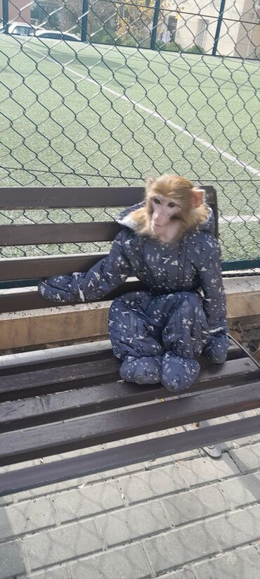 Digər heyvanlar: Tayson adlı meymun satılır. Ağıllışirindi. Kim isdəsə yazsın — 4