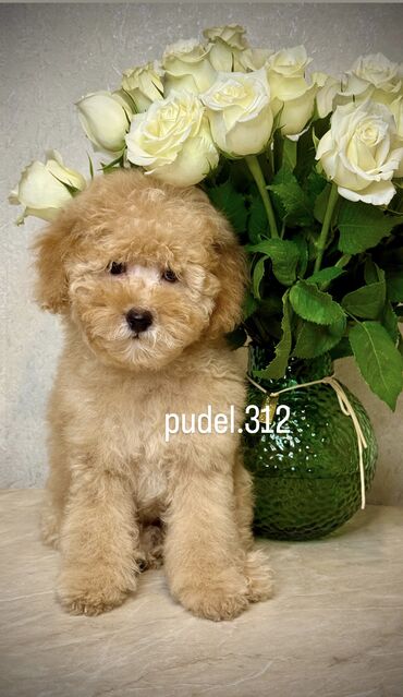 русский той терьер купить: Продаются той пудели Клубные с родословной и ветеринарным паспортом