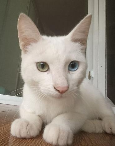 pitbul satilir: 🐱 AĞ RƏNGLİ, FƏRQLİ GÖZLƏRƏ SAHİB PİŞİK SATILIR 🤍 Çox gözəl və baxımlı — 1