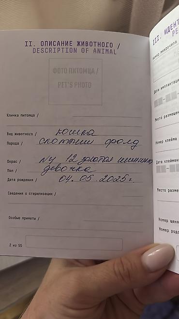 шоти: Скотиш Фолд (Шотландская вислоухая), 1 месяц, Девочка, Золотая шиншилла, С документами — 4