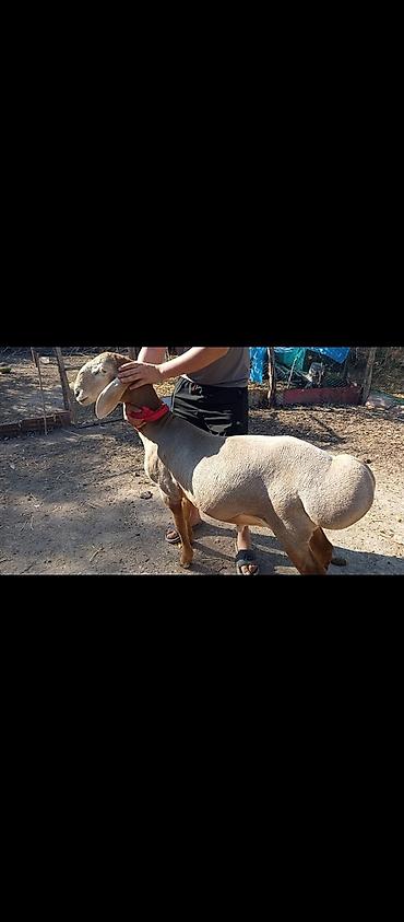 Продаю | Баран (самец) | Арашан | Для разведения | Осеменитель