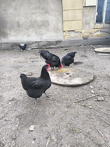 Куры, петухи: Продаю | Куры | Несушки — 7