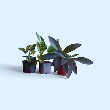 Sobne biljke u saksijama – photos i Tradescantia (ljubičasta lozica)