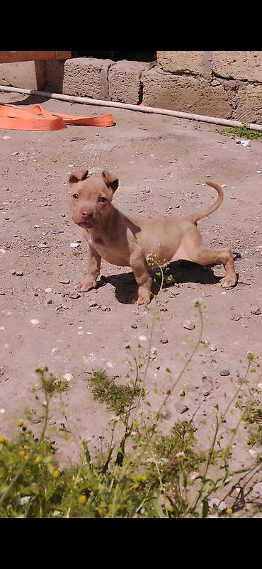 İtlər: Pitbul, 2 ay, Erkek, Ünvandan götürmə — 5