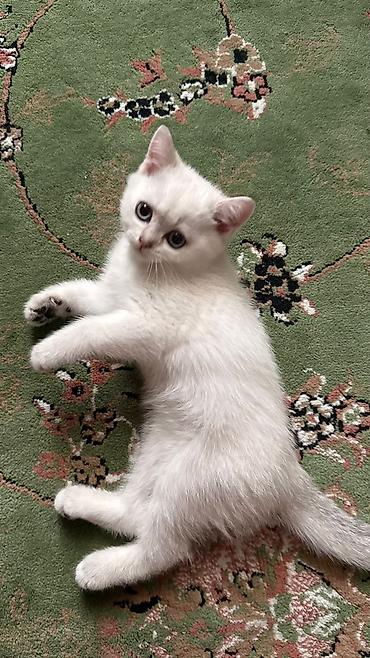 Кошки: Ağ tüklü, göy-boz gözlü balaca pişik balaları. - Yumşaq, sıx və parlaq — 3