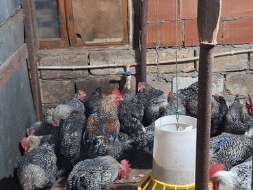 Xoruzlar: Xoruz, il: <1, Ünvandan götürmə — 6