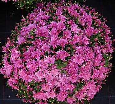 Хризантема: Продается хризантема мультифлора и корейская. Подростки. По 80 сом — 9