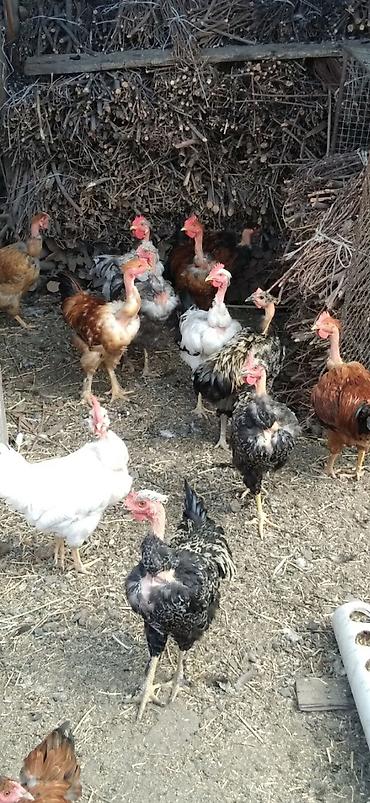 шпиц собака цена бишкек: Продаю | Петух — 3