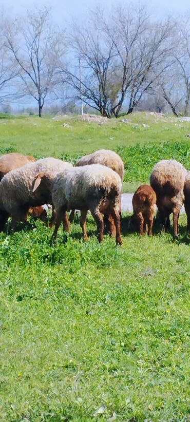 бараны рамановские: Продаю | Овца (самка), Ягненок | Полукровка | На забой, Для разведения | Ягнившаяся
