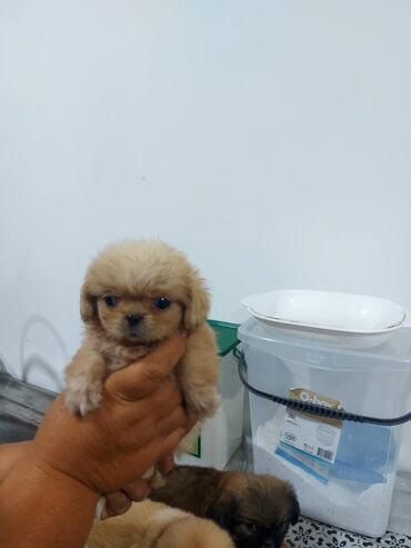 it üçün kemer: Pekines, 1 ay, Erkek, Peyvəndli, Ünvandan götürmə