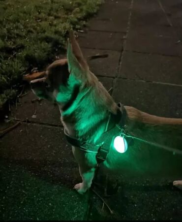сколько стоит ошейник для кошек: Продаются светящиеся кулоны для выгула собак в темное время суток