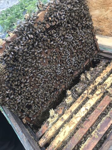 баран живой: Продаётся пчёлы с ящиками 10 улей Бал челек сатылат 10 шт Краника ф