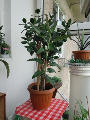 саженцы денежное дерево: Молодые, здоровые растения украсят Ваш дом. " Два в одном" так
