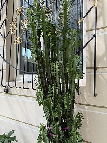 Молочаи: 2 метра…. Эуфорбия треугранная (Euphorbia trigona), крупное комнатное — 2