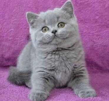 Pişiklər: Şotland yastı qulaq, Erkək, Dişi, Yaxşı əllərə, Ünvandan götürmə, Pulsuz çatdırılma, Ödənişli çatdırılma — 119