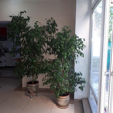 разные растения: Фикусы высокие для дома или офиса разных возрастов