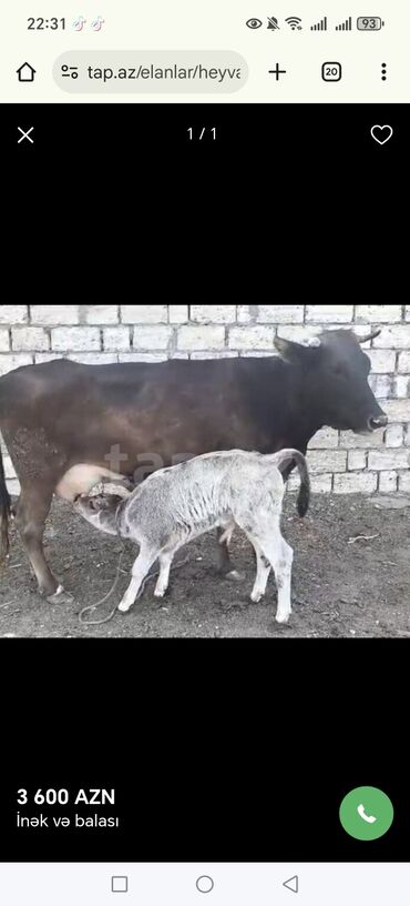 südlük inekler: Dişi, il: 2, 175 kq, Damazlıq, Ünvandan götürmə