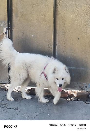 heyvanların sexsi: Samoyed, Erkək — 2