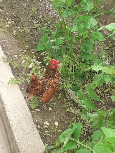 Digər quşlar: Yumurtalari satilir.Teze mayali olur.Qiymet 2 azn.Unvan Şəki Almaq lalafo.az -da Digər quşlar: Yumurtalari satilir.Teze mayali olur.Qiymet 2 azn.Unvan Şəki Almaq