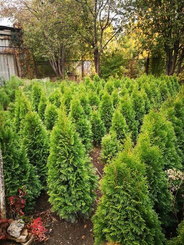 купить подставку под цветы: Көчөттөр дарактардын: Туялар