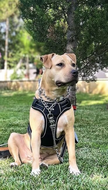 İtlər: Pitbul, 2 il, Dişi, Peyvəndli