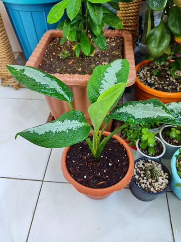 suni bitki: Aglaonema "Silver Bay". Torf, kokobit və bioqumus qarışığına əkilib