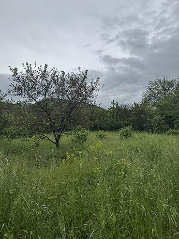 Torpaq sahələrinin satışı: Kənd təsərrüfatı — 7