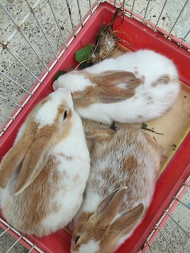 evdə ilbiz: Ev dovşanları, çatdırılma var Təsvir: - Rəng: ağ-qəhvəyi ləkəli — 4