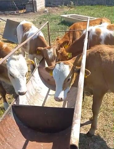 Mal-qara: Satılır: simmental tipli buzovlar - Növ: iribuynuzlu, ətlik istiqamət — 3