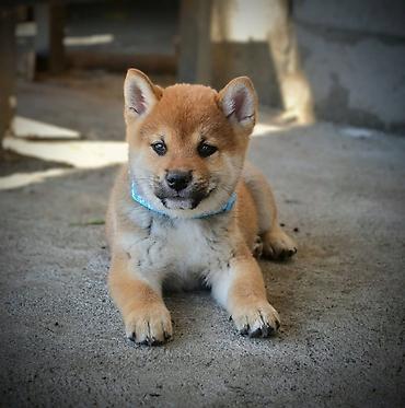 obuca ps: Odgajivačnica 'Kami's little fellows' predstavlja vrhunsko leglo Shiba — 1