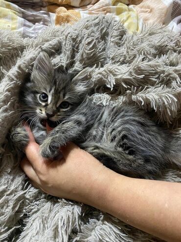 донской сфинкс кошка: Котенок с полосатым окрасом табби, характерным для сибирских кошек