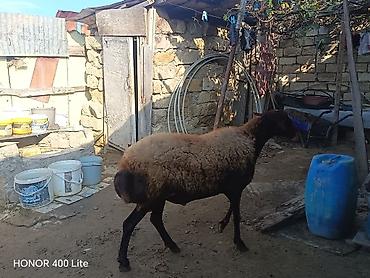Əsil damAzdiq heyvandır sadəcə pul lazımdır deyə satıram heyvan lalafo.az -da Əsil damAzdiq heyvandır sadəcə pul lazımdır deyə satıram heyvan
