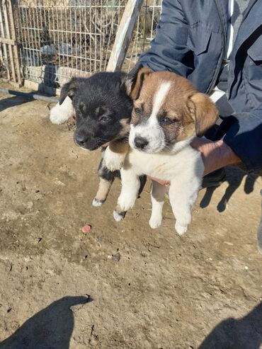 İtlər: Zvanoklar 2 aylıq tam saglam — 2