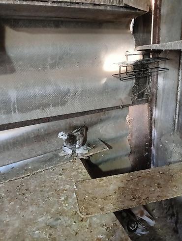 Птицы: Продаю молодых голубей 1 шт стоит пятьсот сом окончательно родители — 6