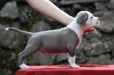 Psi: Odgajivacnica King of Montenegro predstavlja novo leglo i jedinstvenu na lalafo.rs — 13 Psi: Odgajivacnica King of Montenegro predstavlja novo leglo i jedinstvenu — 13