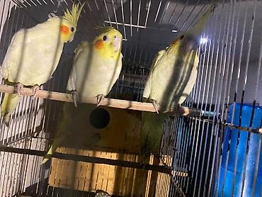 lutino: Məhsul: Nymph (kakadudu – cockatiel) papağanları, açıq-sarı/lutino — 4