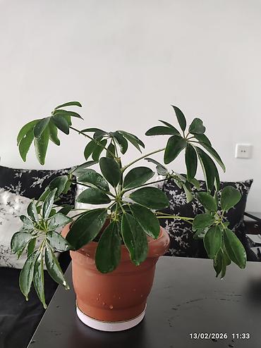 roza: Schefflera (zondar ağacı) – otaq bitkisi, terrakota rəngli plastik — 1