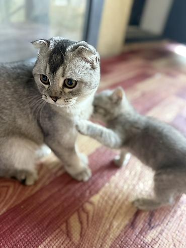 кошки свинкс: Шотландские кошки (Scottish Fold) серебристого окраса - Порода — 3