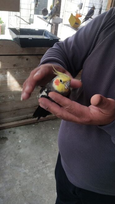 ebabil qusu qiymeti: Əl quşu təcilierkəy