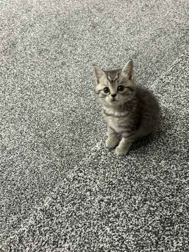 скоттиш страйт серый: Милый котенок(девочка), порода Скоттиш страйт родилась 17 марта, к